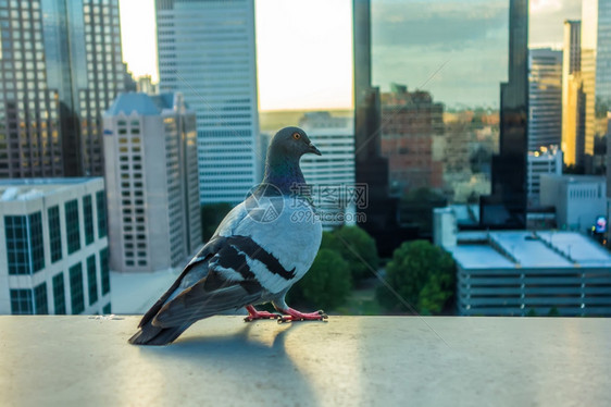 在背景中带有城市天线的鸽鸟图片