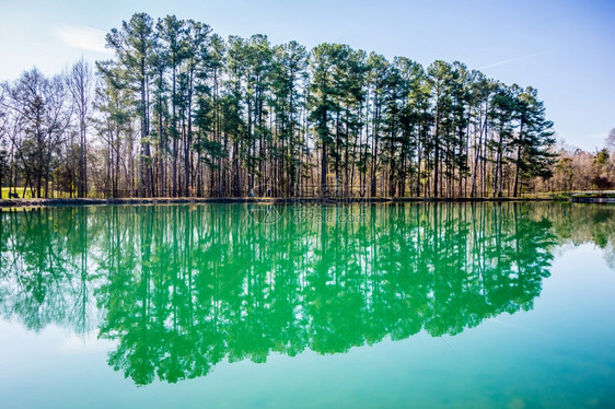 在阳光明媚的一天春池塘里闪耀着永恒的青绿图片