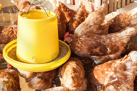 在母鸡家庭农场喂养母鸡或群图片