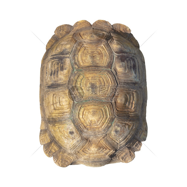 乌龟壳