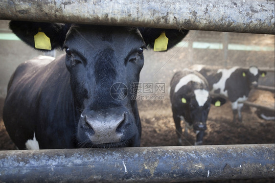 身处牢狱的年轻黑牛和背景中的其他奶牛图片