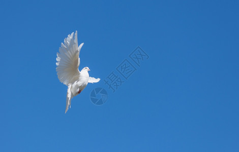 白鸽飞向蓝天背景图片