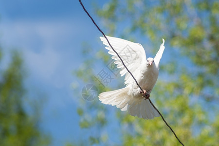 在蓝天空和绿花叶的背景下从铁丝线上飞出白鸽子的苍蝇图片