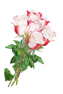 白玫瑰花瓣束红色边缘白背景孤立图片