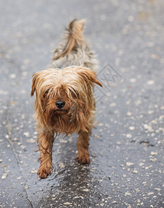 在雨中沿路奔跑的不快乐流浪狗图片