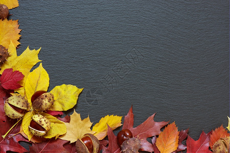 黑石背景下多色秋叶的边框图片
