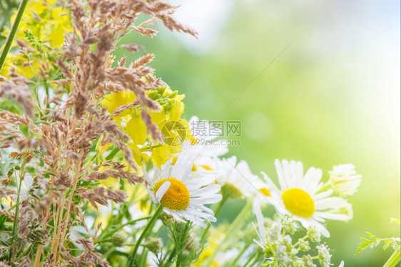 不同野花的束图片