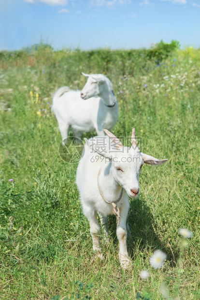 两只年轻的白山羊在夏日草地上放牧图片