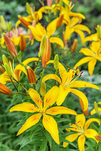 许多大的饱和黄花百合花户外特写图片