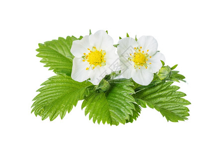 两朵白花和野生草莓的绿叶白本与隔绝背景图片