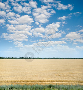 大面积的成熟小麦田和蓝色的云天空图片