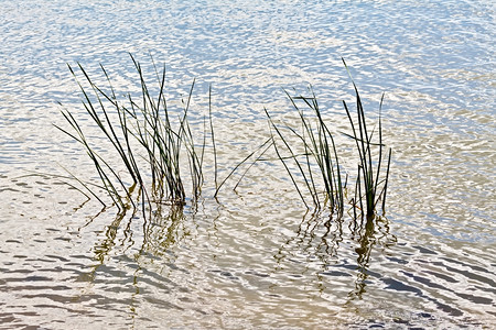 湖水或河中的叶图片