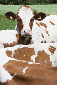 红褐牛站在草地上的远视肖像图片