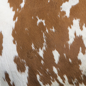 奶牛纹白皮上有红棕色纹状的奶牛一面背景