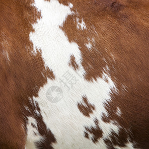 奶牛的一面红棕色皮上白的纹身图片