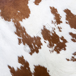 白皮上有红褐色棕纹状的奶牛一面图片