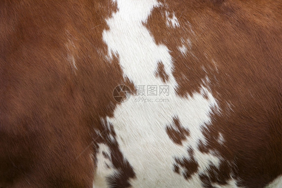 奶牛的一面红棕色皮上白的纹身图片
