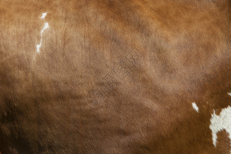 奶牛的一面有白色斑点在浅红褐色棕的皮上图片