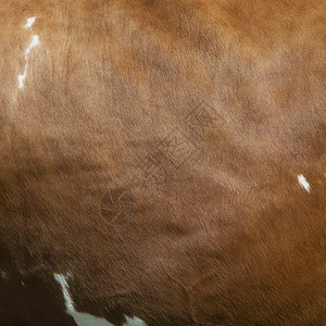褐色和白色牛奶牛的一面有白色斑点在浅红褐色棕的皮上背景