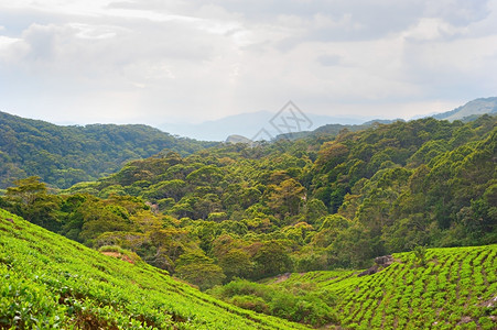 山区的茶叶田雨林小兰卡图片
