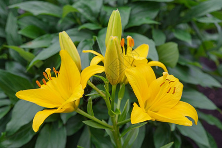 许多大的饱和黄花百合花户外特写图片