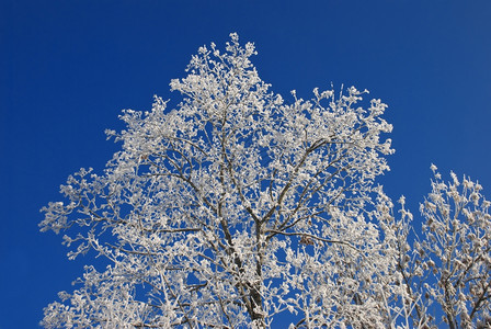 树枝被白霜覆盖图片