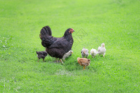 姜和黑母鸡小一起在绿草野外散步图片