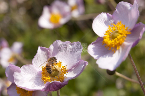 蜜蜂在美丽的阳光明媚花园中授粉红浅花朵与黄心图片