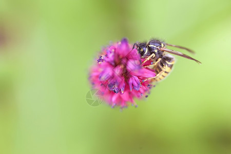 黄蜂从粉红色花朵中吸取蜂蜜双面黑地图片