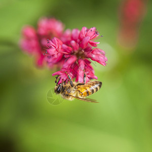 蜜蜂在花朵下吸干蜜蜂永恒的双蜜蜂黑地图片