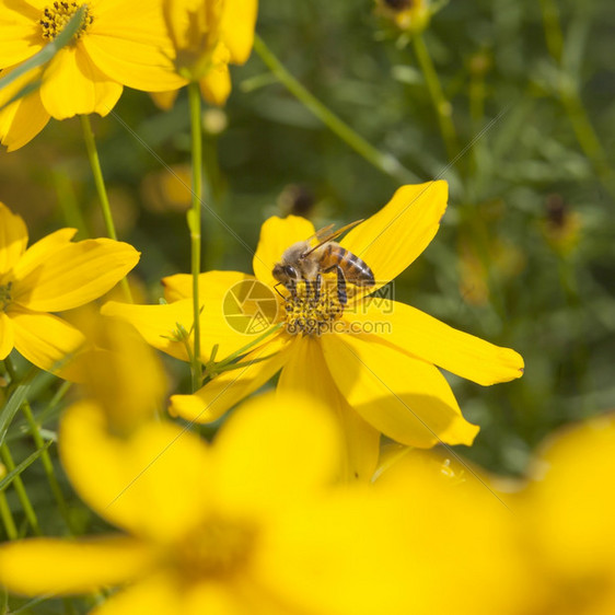在阳光明亮的媚白天采集蜂蜜时花在园的黄中授粉图片