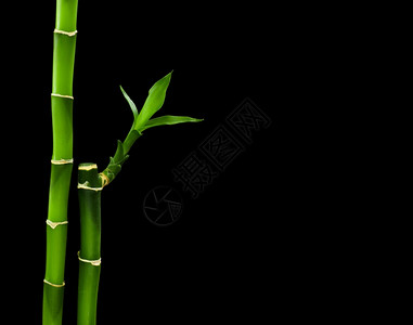 手绘装饰背景底纹在黑色背景上隔离的新鲜竹子背景