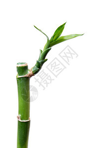 白背景上孤立的竹子图片