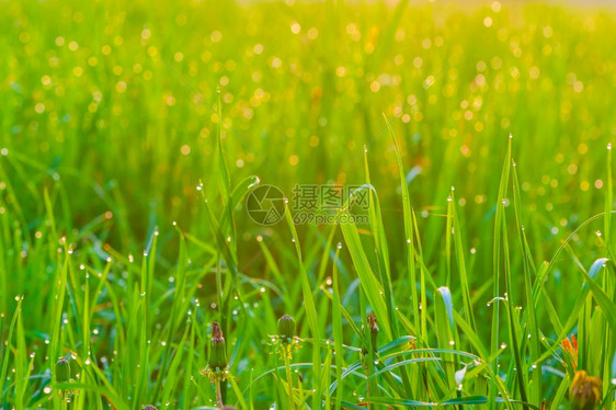 清晨绿草被露覆盖图片