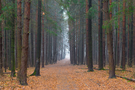 秋雾清晨的森林小巷图片
