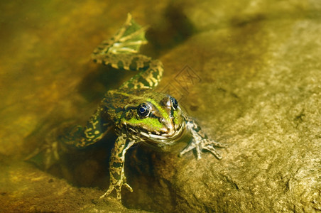 泥水中的可食青蛙图片