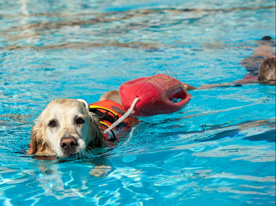 救生犬在游泳池里做救援示范图片素材