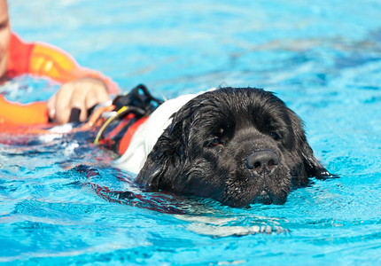 救生犬在游泳池里做救援示范图片素材