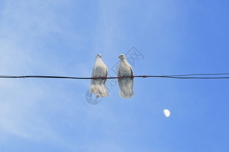 一对白鸽子坐在电线上线上图片