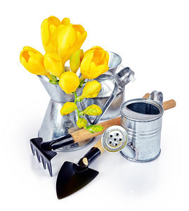 白色背景的花园工具和黄自由的花朵图片