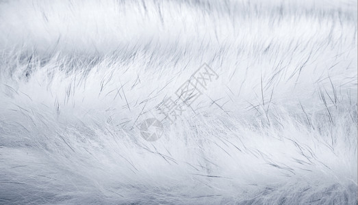 白色北极狐毛皮背景图片