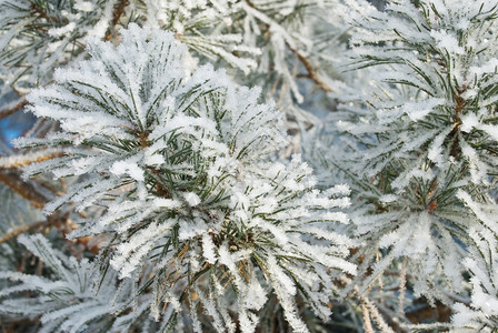 被雪覆盖的枝叶图片