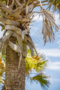 亚热带气候中我们地区热带气候中棕榈树a图片