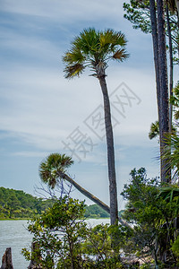 狩猎岛海滩上的棕榈林图片