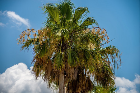 棕榈树与卡罗莉娜蓝天相撞图片