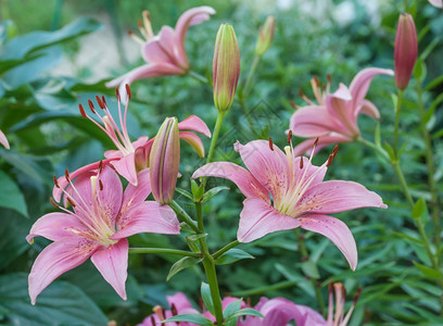 户外的粉红百合花图片