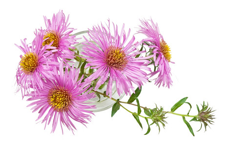 菊花束图片 菊花束素材 菊花束高清图片 摄图网图片下载