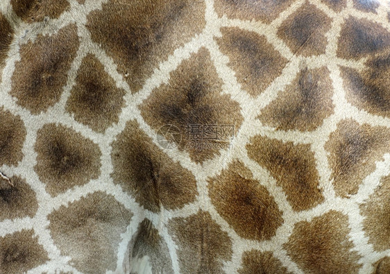 长颈鹿皮肤图片