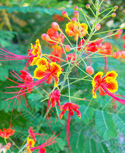 孔雀花图片