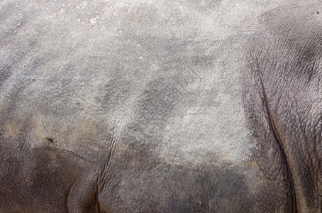 犀牛皮肤纹理背景图片